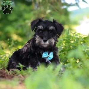 Hunter, Miniature Schnauzer Puppy